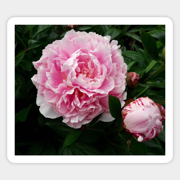 peony Sticker by robelf